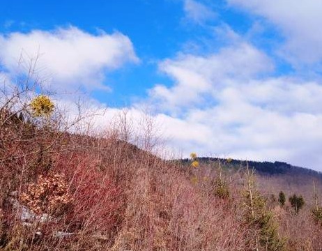 U večernjim satima ponegdje u Bosni se očekuje slaba kiša ili lokalni pljusak