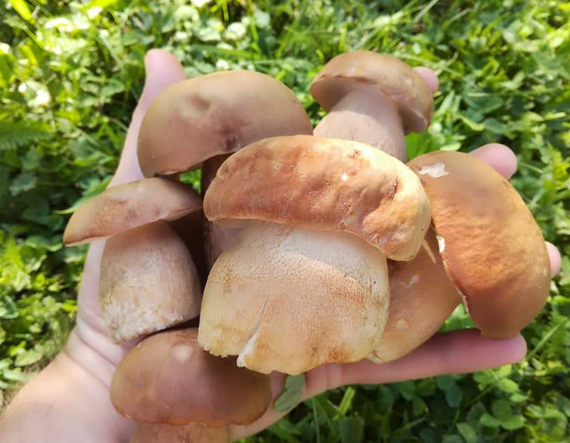 Šume i proplanci u BiH obiluju vrsnim gljivama, idealni uslovi za urod